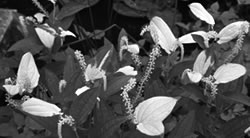 写真:ハンゲショウ 写真:ハンゲショウ