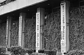 写真:緑のカーテン 写真:緑のカーテン