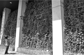 写真:緑のカーテン 写真:緑のカーテン