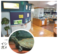 写真:西宮市環境学習サポートセンターとイシガメ 写真:西宮市環境学習サポートセンターとイシガメ