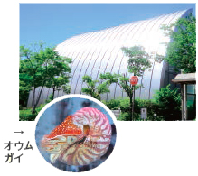 写真:西宮市貝類館とオオムガイ 写真:西宮市貝類館とオオムガイ