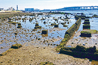 写真:園の外壁と思われる遺構 写真:園の外壁と思われる遺構